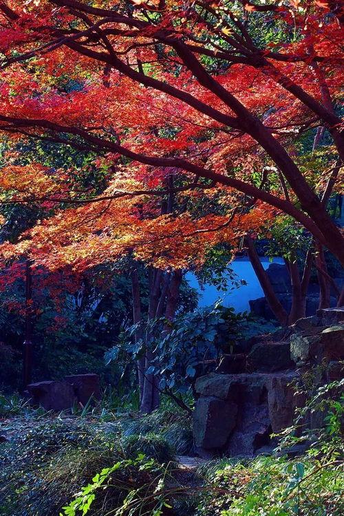 秋霞在线观看秋1,秋1精彩剧情，带你领略秋日浪漫