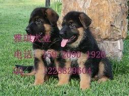 德国牧羊犬爆料视频大全,爆料视频大全精彩瞬间  第3张